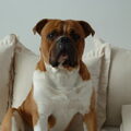 Old English Bulldog