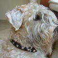 Irish Softcoated Wheaten Terriër