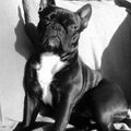 Franse Bulldog
