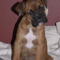 Boxer