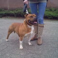 Staffordshire Bull Terrier