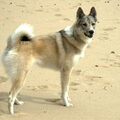 Laika, West Siberische