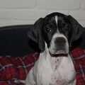 Engelse Pointer