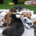 Beagle