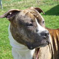 Staffordshire Bull Terrier