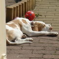 Bracco Italiano