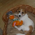 Jack Russell Terrier