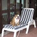 Engelse Bulldog