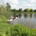 Engelse Springer Spaniel
