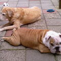 Engelse Bulldog