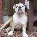 Engelse Bulldog