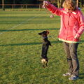 Flink spelen en bezig zin op de puppycursus