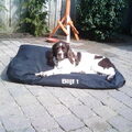 Engelse Springer Spaniel