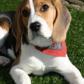 Beagle