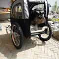 Schnauzer