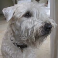 Irish Softcoated Wheaten Terriër