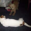 kajou..geef je over!!
jha filou alsjeblief doe me niks..

haha.. =D