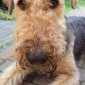 Airedale Terrier