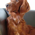 Ierse Setter