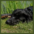 Labrador