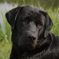 Labrador
