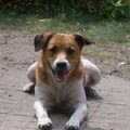 Boerenfox