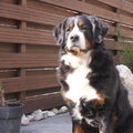 Berner Sennenhond