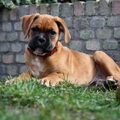 Boxer