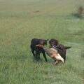 Duitse Staande Hond, Langhaar