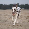 Dalmatische hond