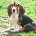 Basset Artesien Normand