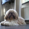 Lhasa Apso