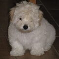 Coton de Tulear