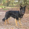 Oud Duitse Herdershond