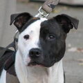 Staffordshire Bull Terrier