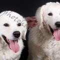 Kuvasz
