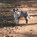 Australian Shepherd