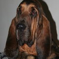 Bloedhond