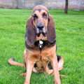 Bloedhond