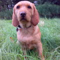 Basset Fauve de Bretagne