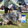 Engelse Setter