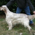 Engelse Setter