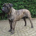 Cane Corso Italiano