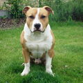 American Staffordshire Terrier