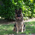 Oud Duitse Herdershond
