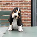 Basset Hound