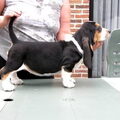 Basset Hound