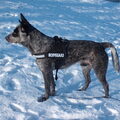 Australian Cattle Dog