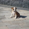 Staffordshire Bull Terrier