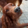 Ierse Setter
